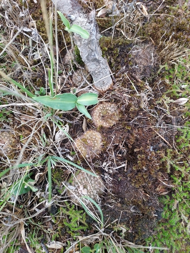 Frailea schilinzkyana