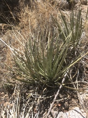 Agave schottii schottii