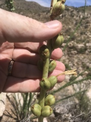 Agave schottii schottii