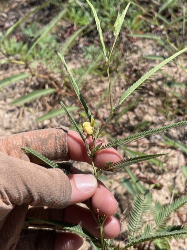 Texas Sensitive Pea