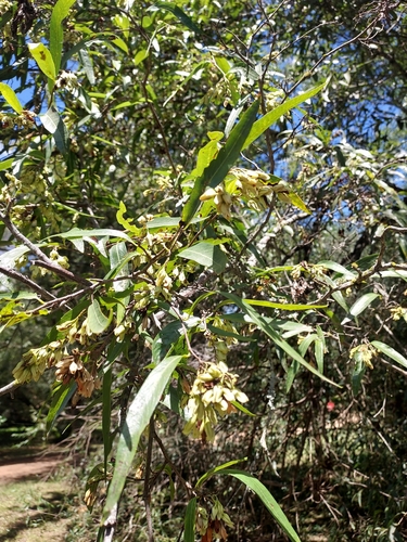 Ruprechtia salicifolia, photograph 3