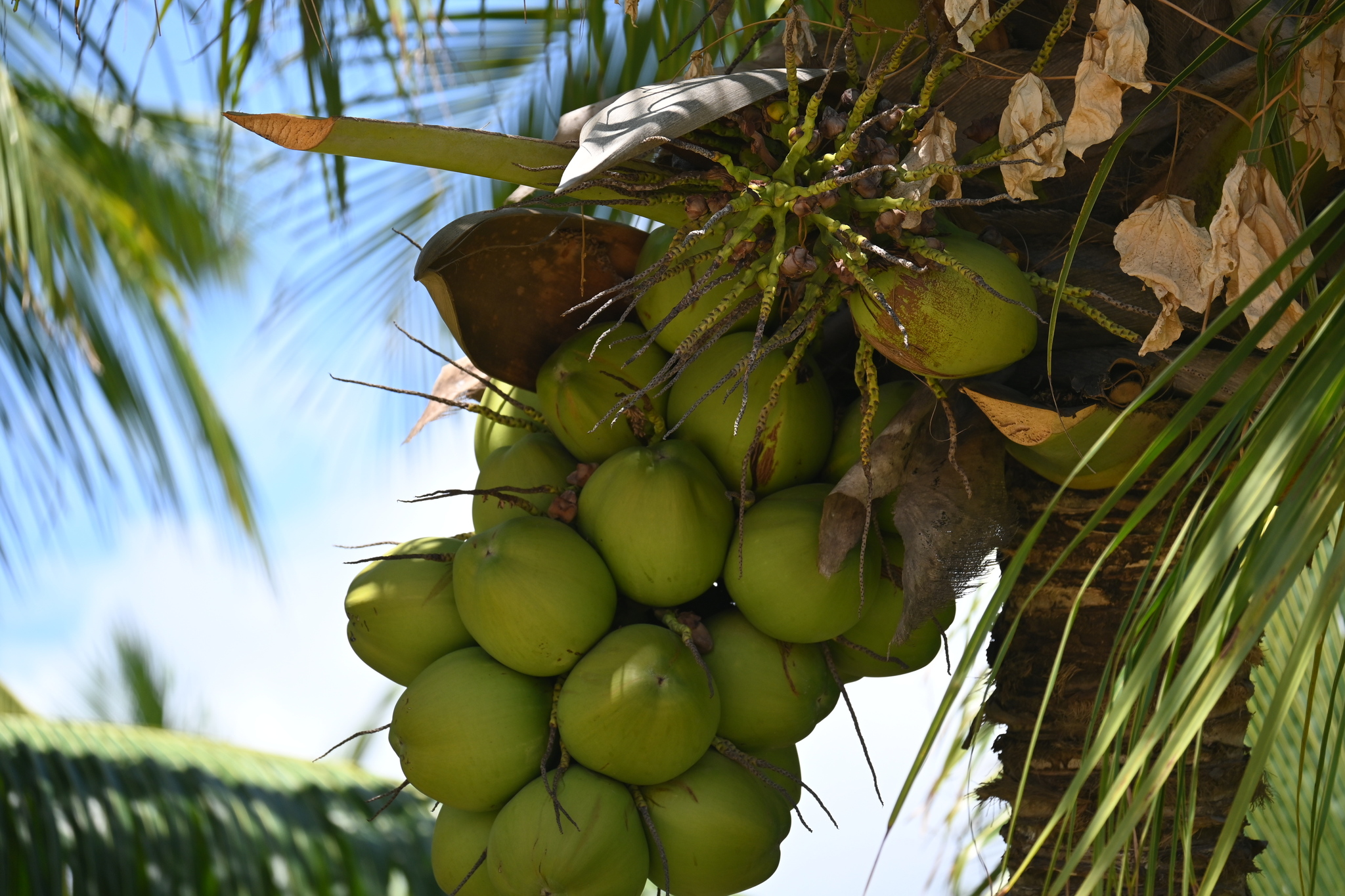 Cocos nucifera