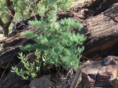 Sandveld Asparagus (Asparagus nelsii)