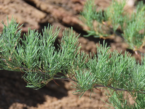 Image of Asparagus nelsii by no rights reserved