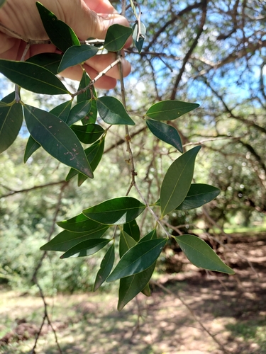 Image of Eugenia uruguayensis by (c) Roderick Cameron, some rights reserved (CC BY)