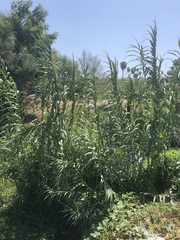 Arundo donax