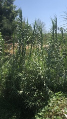 Arundo donax