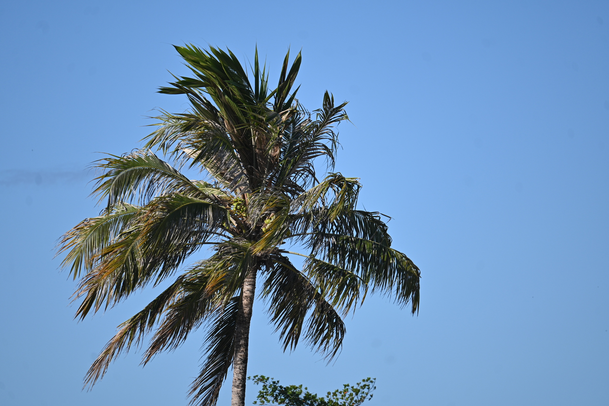 Cocos nucifera