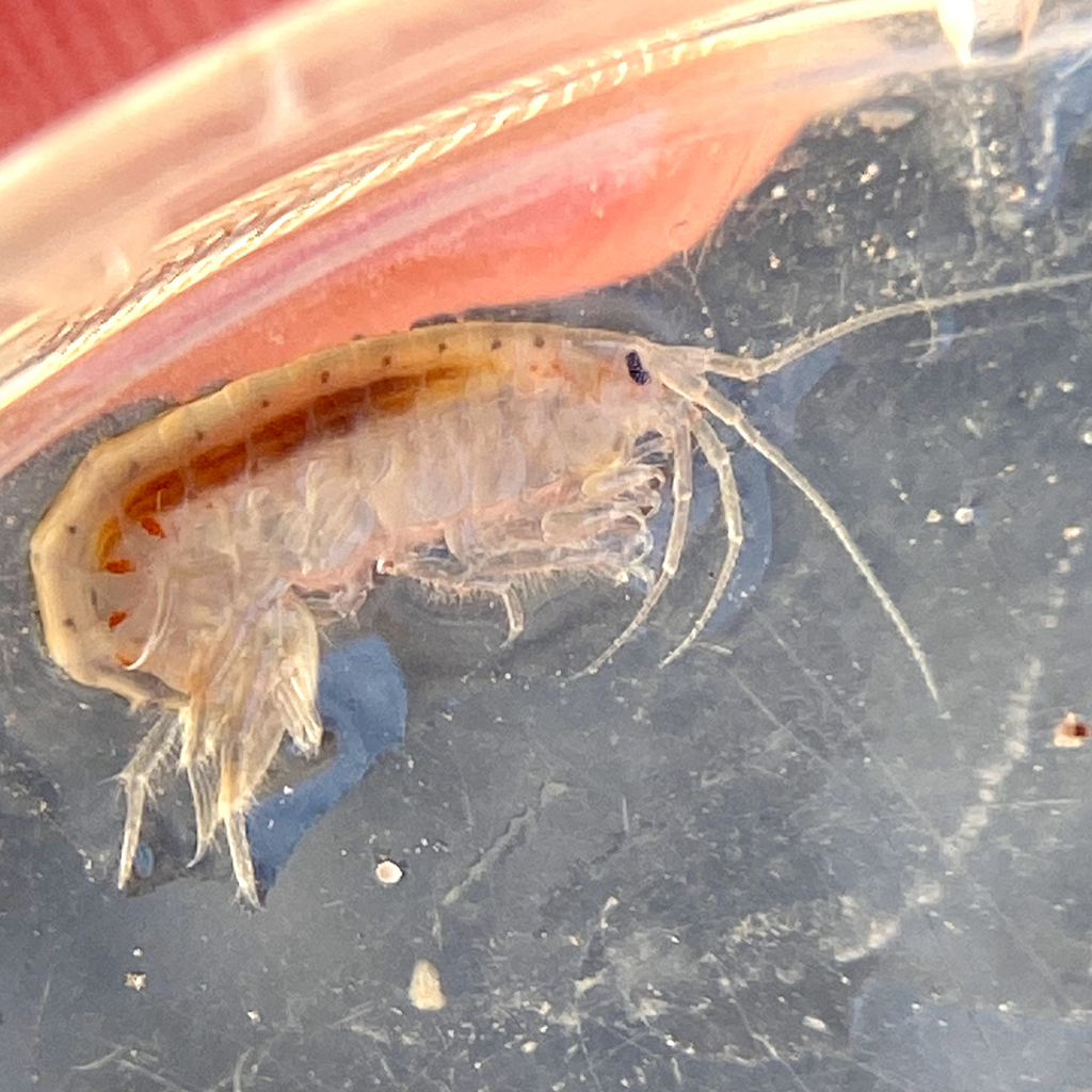 Bitter Lakes amphipod