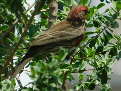 Haemorhous mexicanus