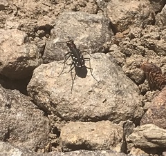 Cicindela melissa