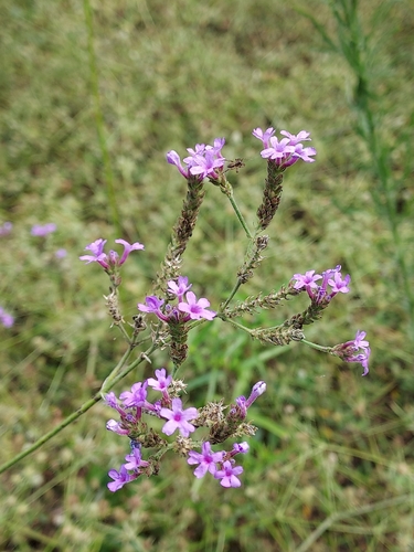 Verbena intermedia, photograph 4