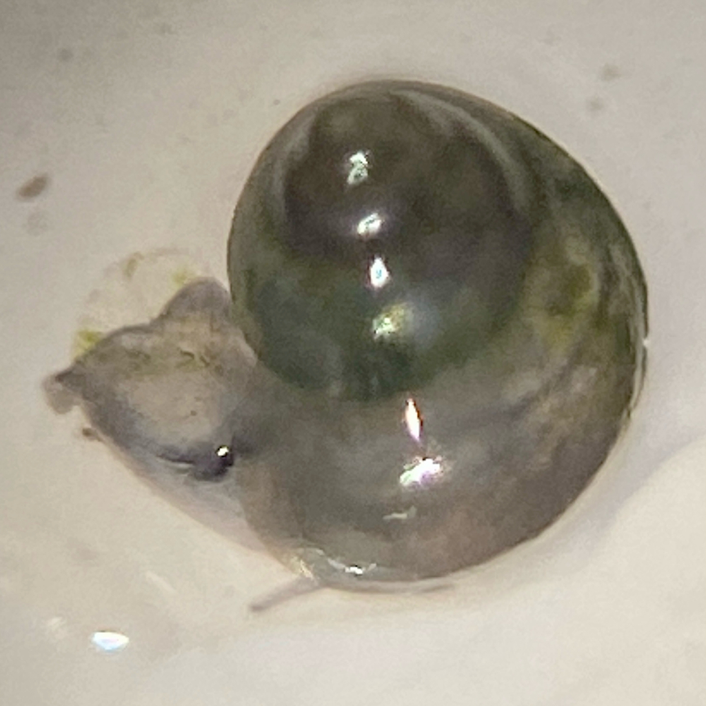 Koster's Tryonia