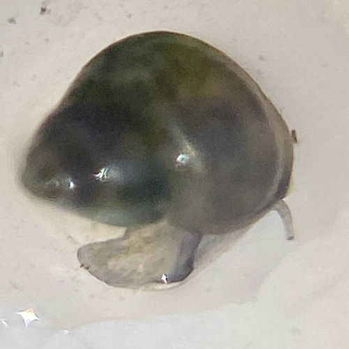 Koster's Springsnail