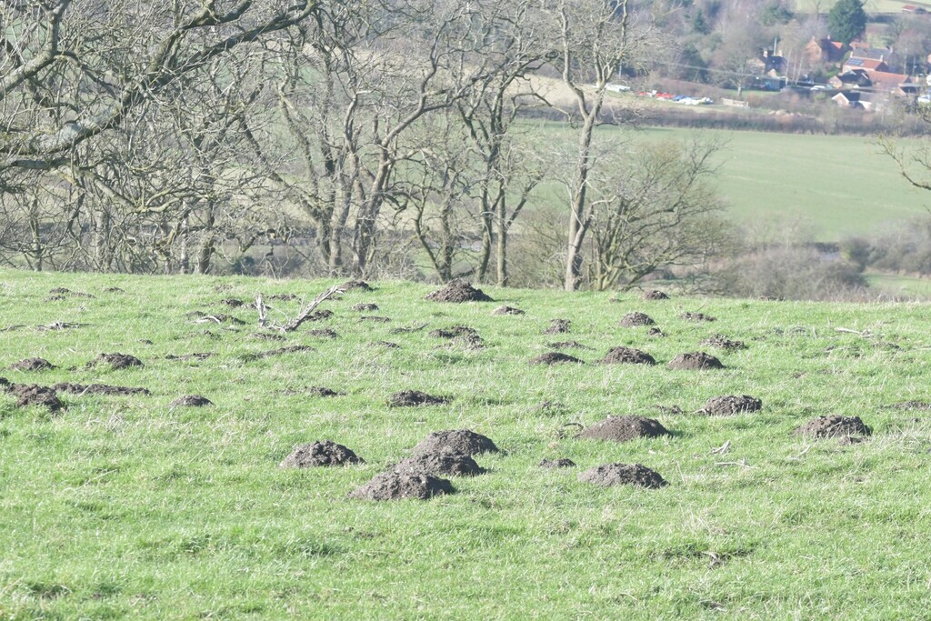 Mole Riding European Mole from East Riding of Yorkshire, UK on January 25, 2025 at ...