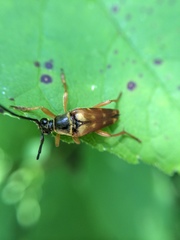 Typocerus