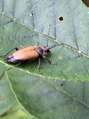 Trigonarthris