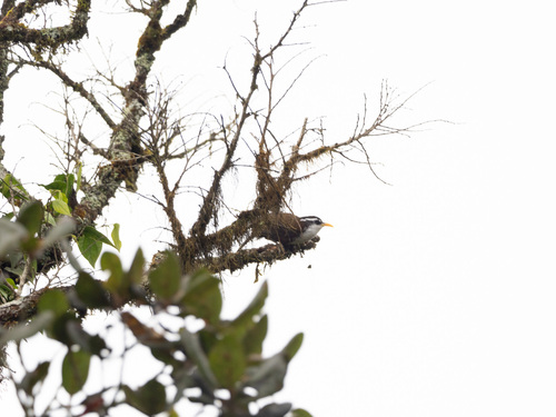 Sri Lanka Scimitar Babbler (Pomatorhinus melanurus), photo 9