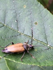 Trigonarthris
