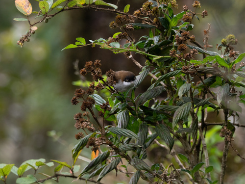 Dark-fronted Babbler (Dumetia atriceps), photo 4