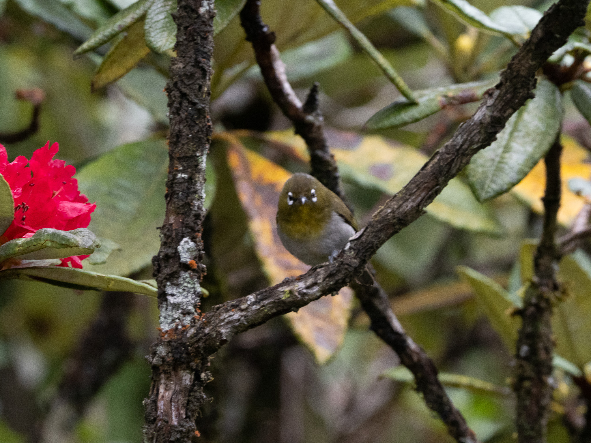 Sri Lanka White-eye (Zosterops ceylonensis), photo 9