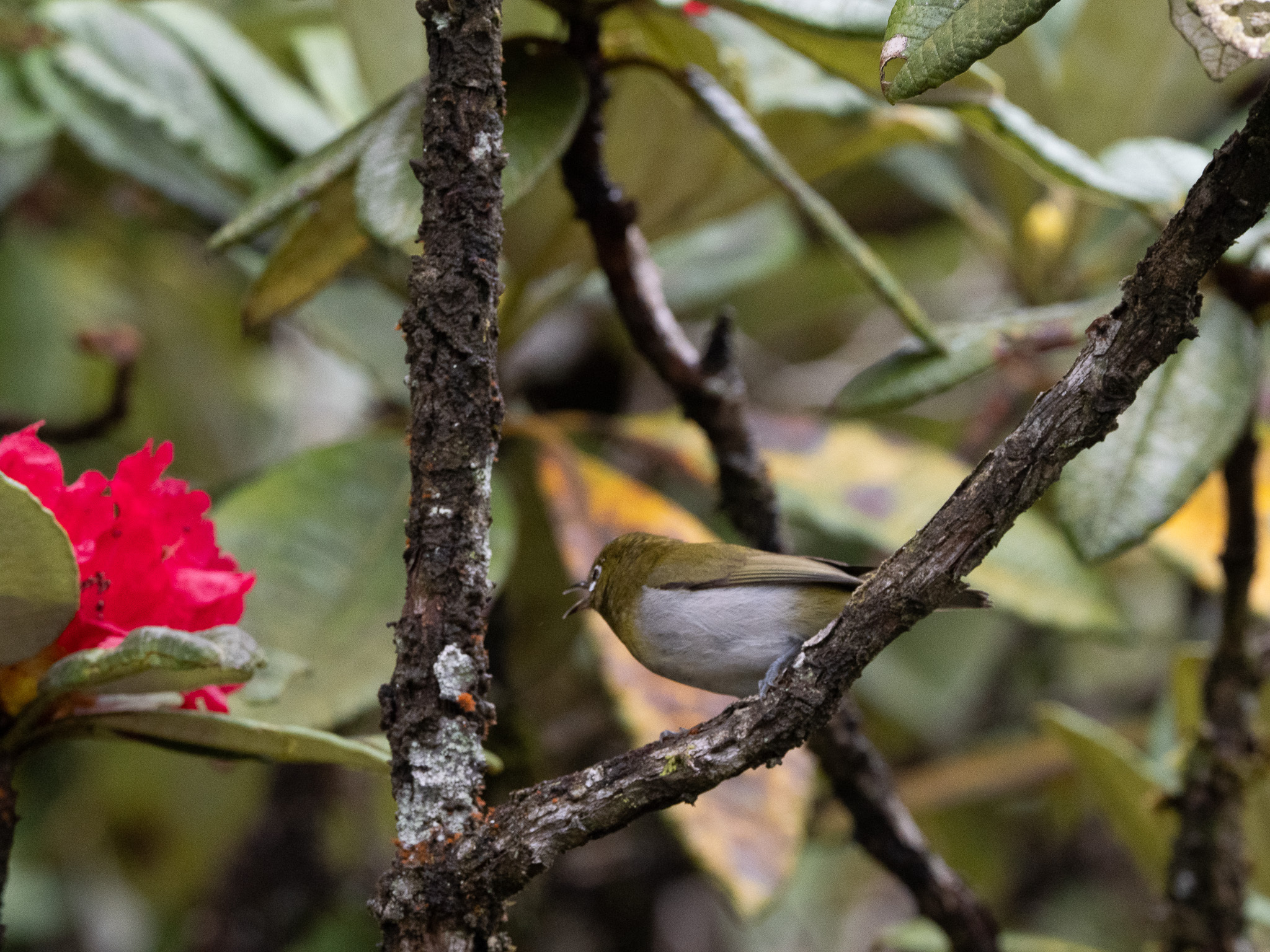 Sri Lanka White-eye (Zosterops ceylonensis), photo 8