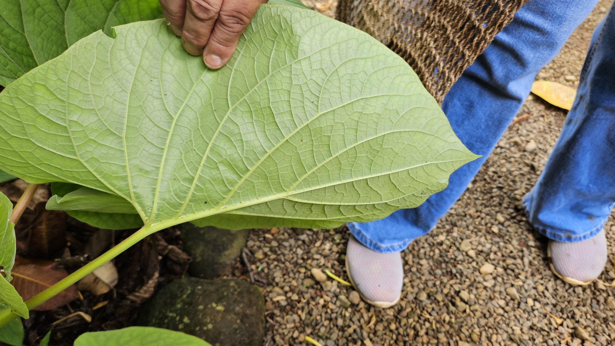 Imagem de Amazônia