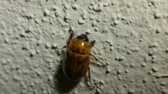 Cyclocephala lunulata