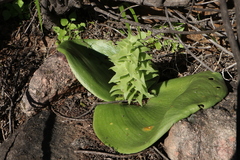Massonia bifolia