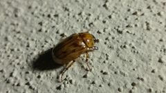 Cyclocephala lunulata