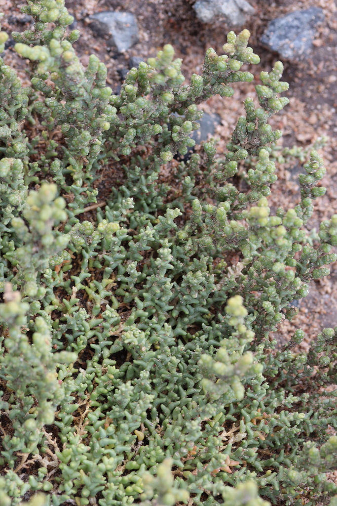 Kalidium juniperinum
