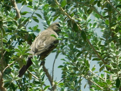 Haemorhous mexicanus