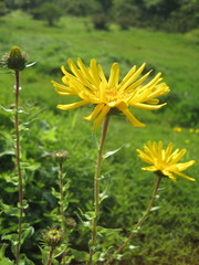 Grindelia inuloides