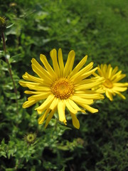 Grindelia inuloides