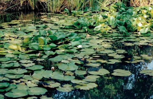 Nymphaea alba