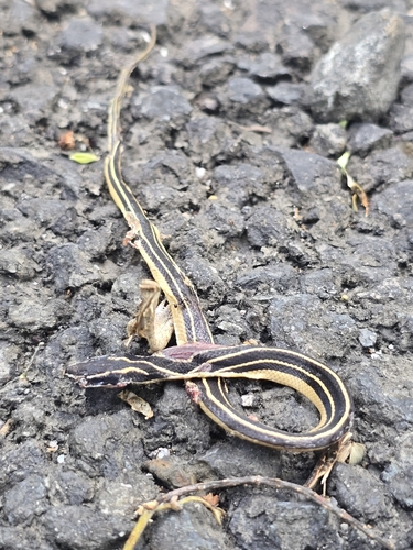 Sooty Black-striped Snake