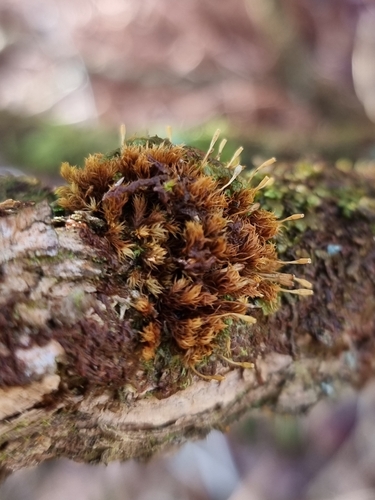 Image of Ulota crispa by no rights reserved
