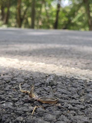 Sooty Black-striped Snake