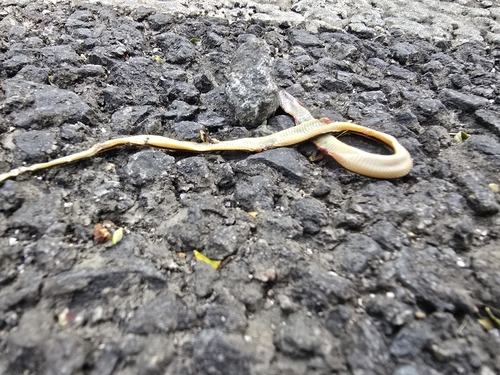 Sooty Black-striped Snake