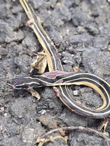 Sooty Black-striped Snake