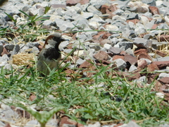 Passer domesticus