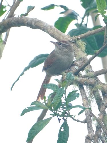 Streak-capped Spinetail (Cranioleuca hellmayri), photo 2