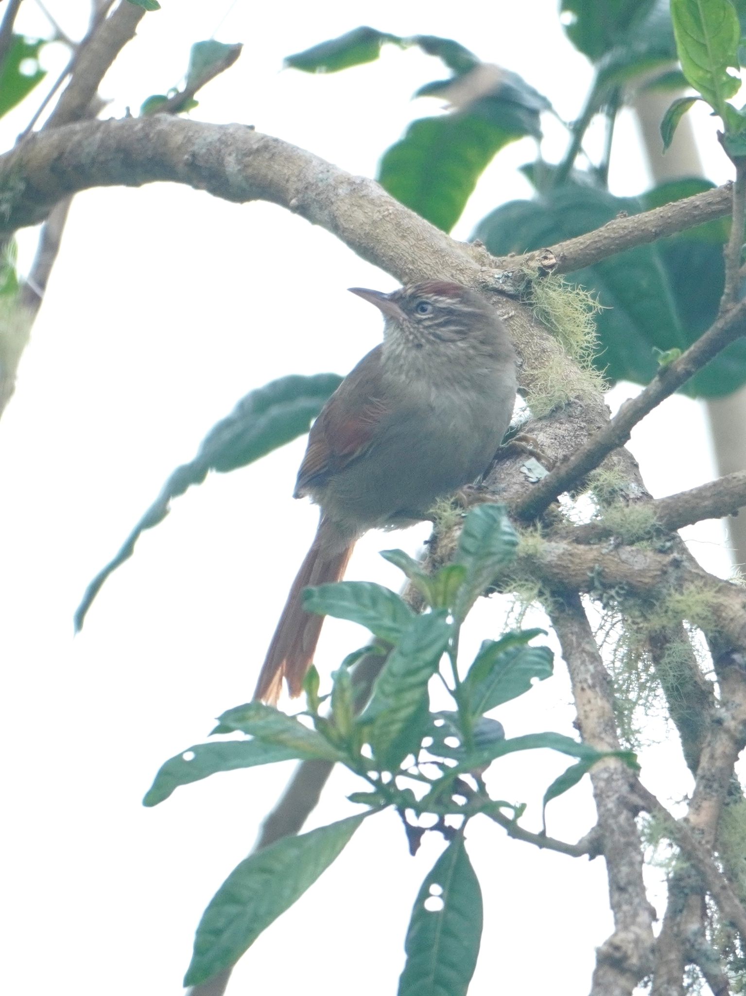 Streak-capped Spinetail (Cranioleuca hellmayri), photo 2