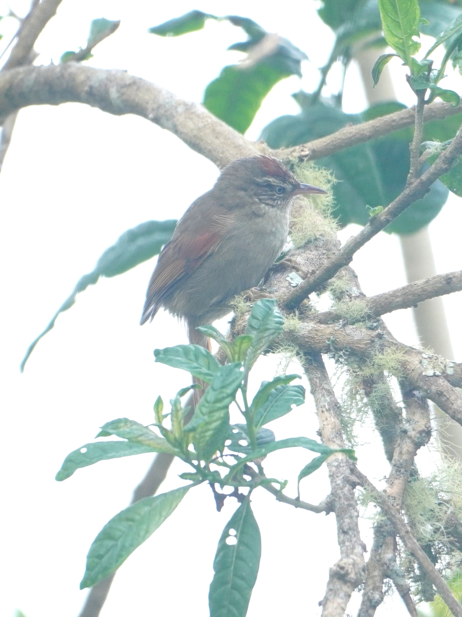 Streak-capped Spinetail (Cranioleuca hellmayri), photo 3