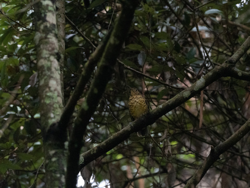 Sri Lanka Thrush (Zoothera imbricata), photo 3