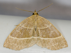 Trisateles emortualis