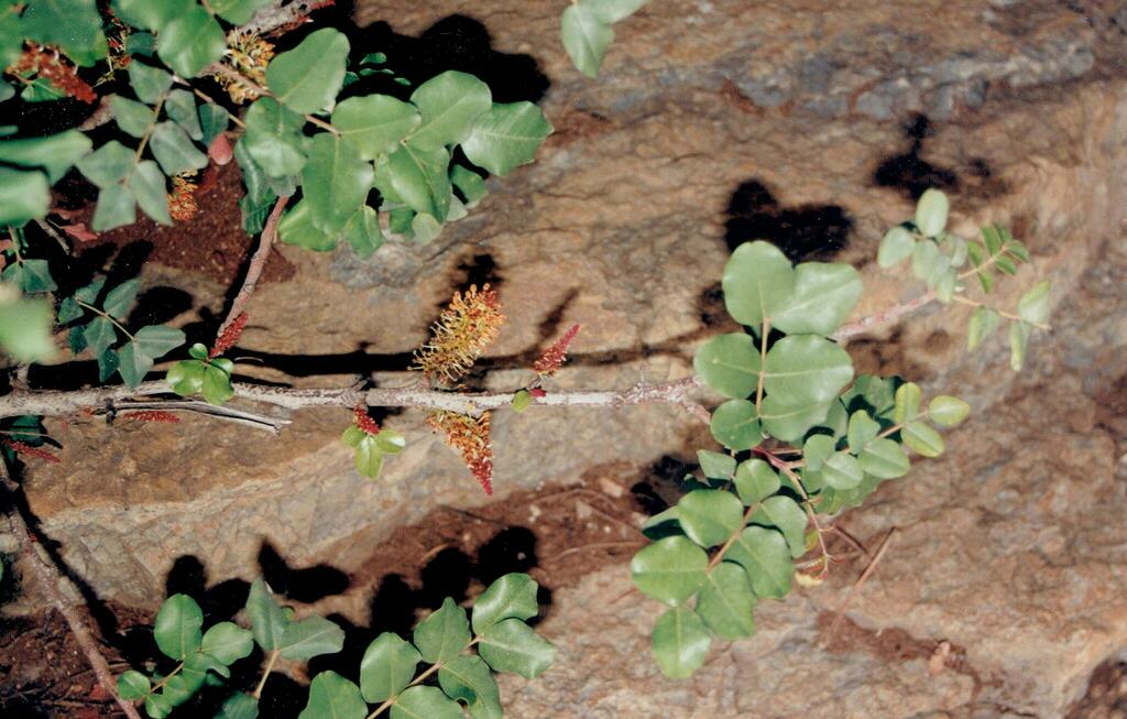 Ceratonia siliqua - council-listed tree