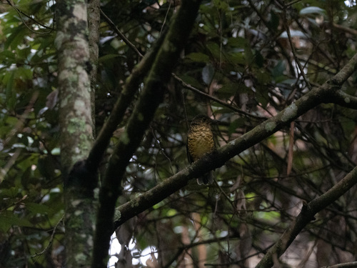 Sri Lanka Thrush (Zoothera imbricata), photo 6