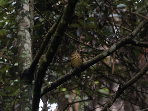 Sri Lanka Thrush (Zoothera imbricata), photo 4
