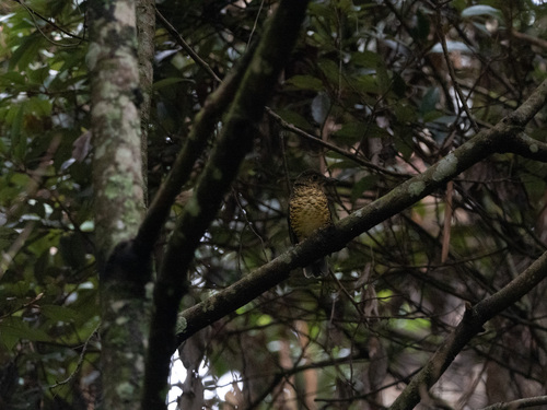 Sri Lanka Thrush (Zoothera imbricata), photo 5